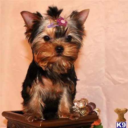 Yorkshire Terrier