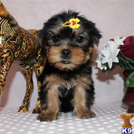 Yorkshire Terrier