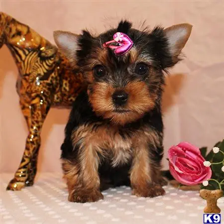 Yorkshire Terrier