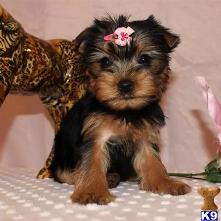 Yorkshire Terrier puppy for sale