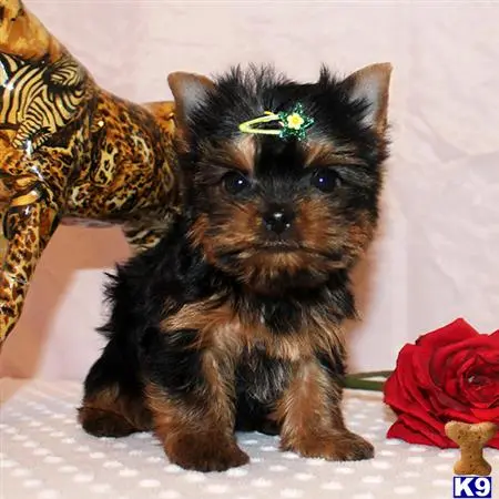 Yorkshire Terrier