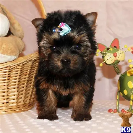 Yorkshire Terrier puppy for sale