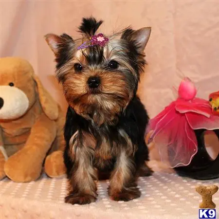 Yorkshire Terrier puppy for sale