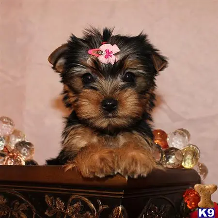 Yorkshire Terrier puppy for sale