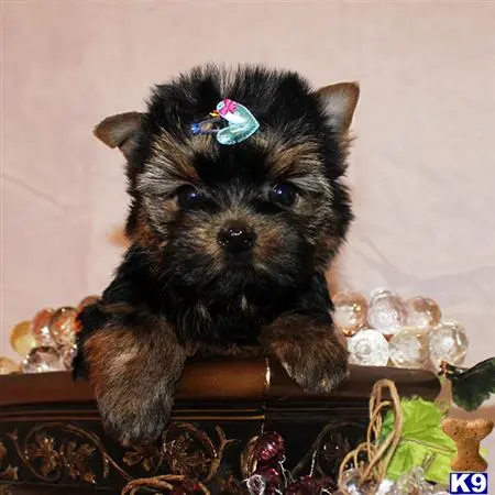 Yorkshire Terrier puppy for sale