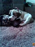 american bulldog puppy posted by shipetiana2093