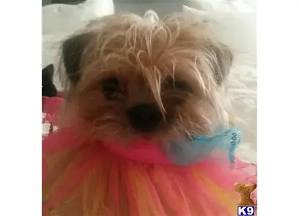 Shih Tzu female dog: Fluffy brown dog wearing a colorful tutu and blue accessory