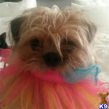 Shih Tzu female dog: Fluffy brown dog wearing a colorful tutu and blue accessory