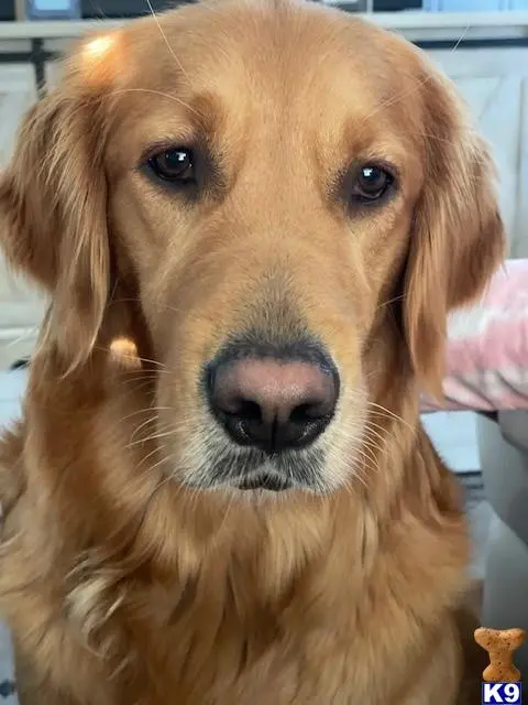 Golden Retriever