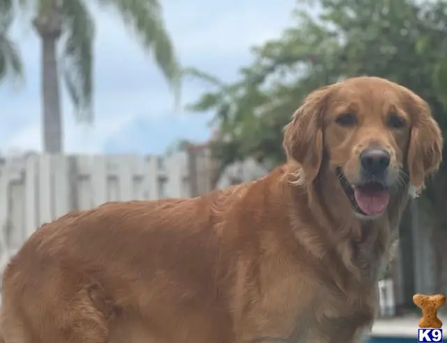 Golden Retriever female dog