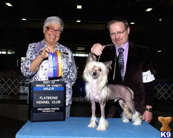 Chinese Crested