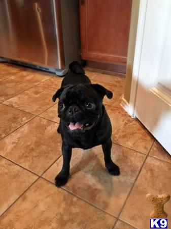 pug stud fee pug stud terrence 4 years pug stud fee pug stud terrence 4 years