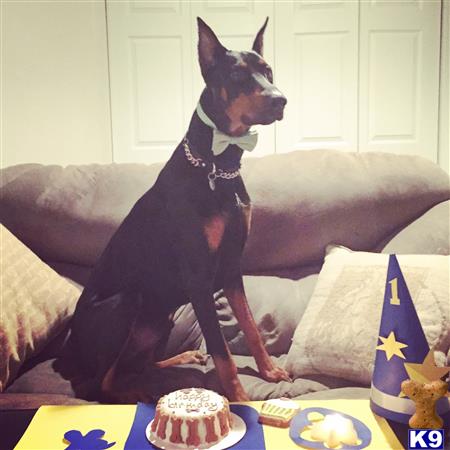 Doberman Pinscher dog