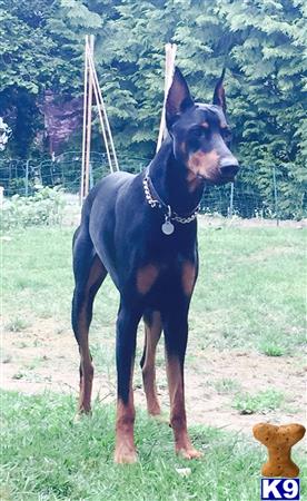 Doberman Pinscher dog