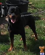 Rottweiler