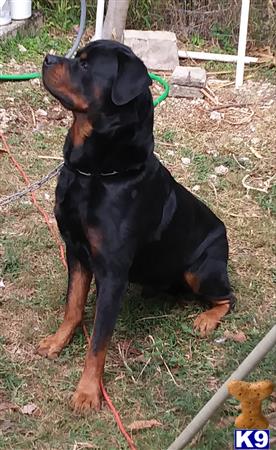 Rottweiler dog