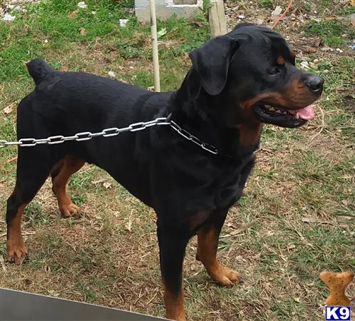 Rottweiler dog