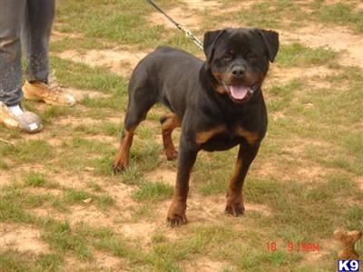 rottweiler puppies for sale in jamaica rottweiler puppy for sale rick linebreeding 9 years rottweiler puppies for sale in jamaica rottweiler puppy for sale rick linebreeding 9 years