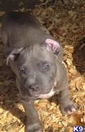 american pit bull puppy posted by showtizzle