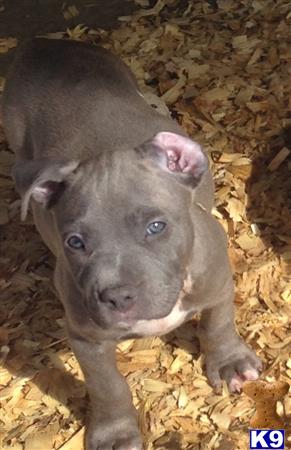 american pit bull puppy posted by showtizzle