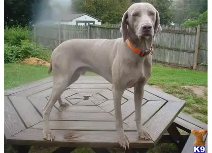 Weimaraner