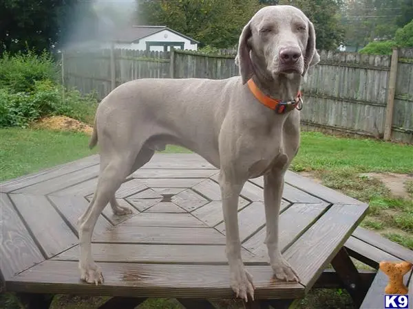 Weimaraner stud dog