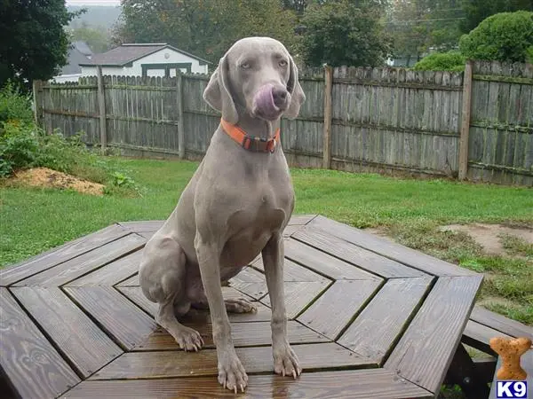 Weimaraner stud dog