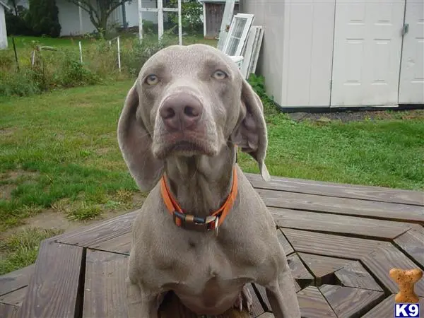 Weimaraner stud dog