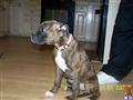 Boxer dog for sale: Brindle Boxer sitting indoors with a pink collar