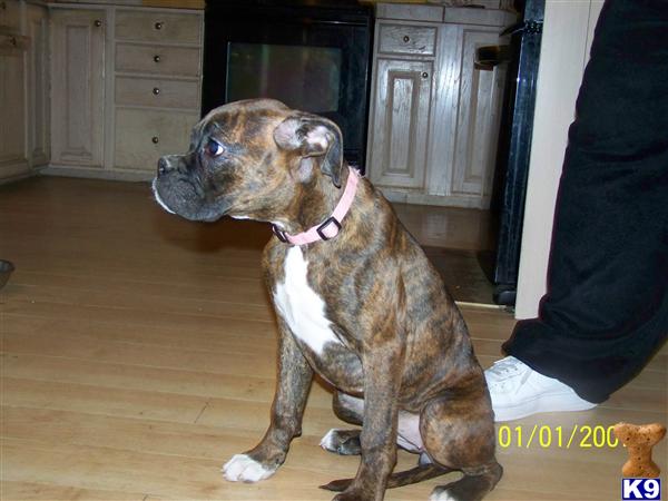Boxer dog for sale: Brindle Boxer sitting indoors with a pink collar
