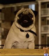 Pug sales stud service