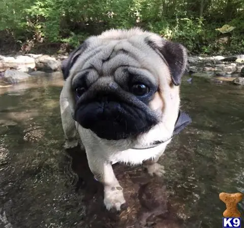 Pug stud dog