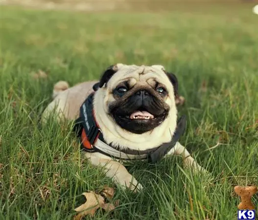 Pug stud dog