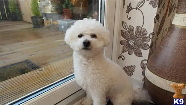 Bichon Frise