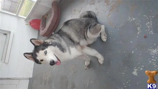 Siberian Husky stud dog