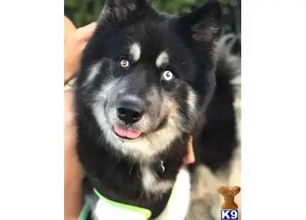 a black and white siberian husky dog