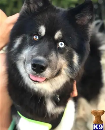 Siberian Husky stud dog