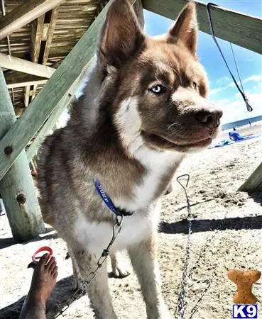 Siberian Husky stud dog