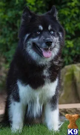 Siberian Husky stud dog