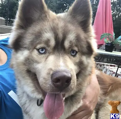 Siberian Husky stud dog