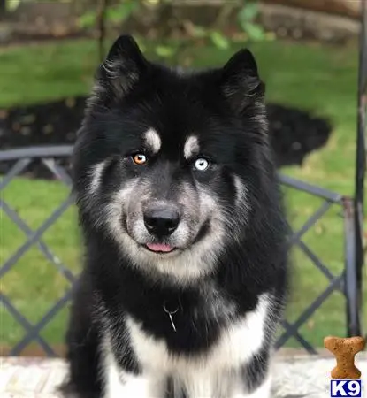 Siberian Husky stud dog