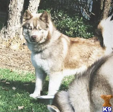 Siberian Husky stud dog