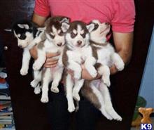 Siberian Husky