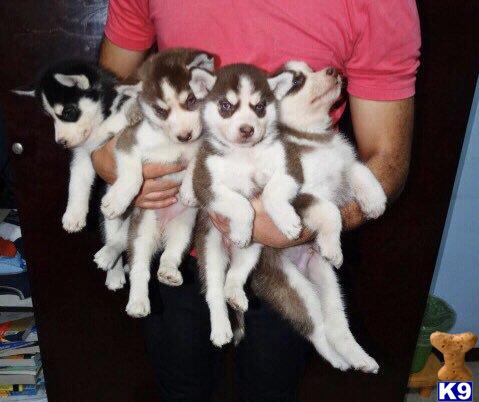 siberianhusky02 Picture 1