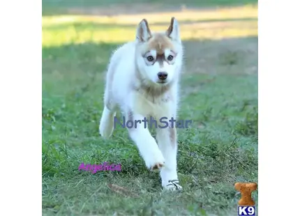 Siberian Husky