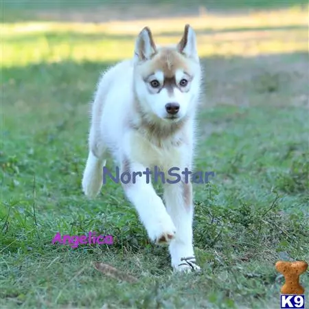 Siberian Husky