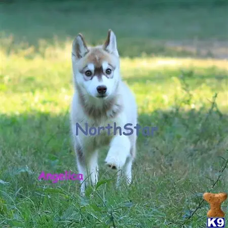 Siberian Husky puppy for sale