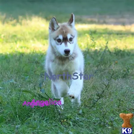 Siberian Husky puppy for sale