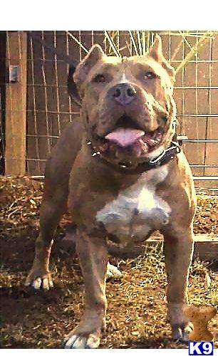 American Pit Bull dog