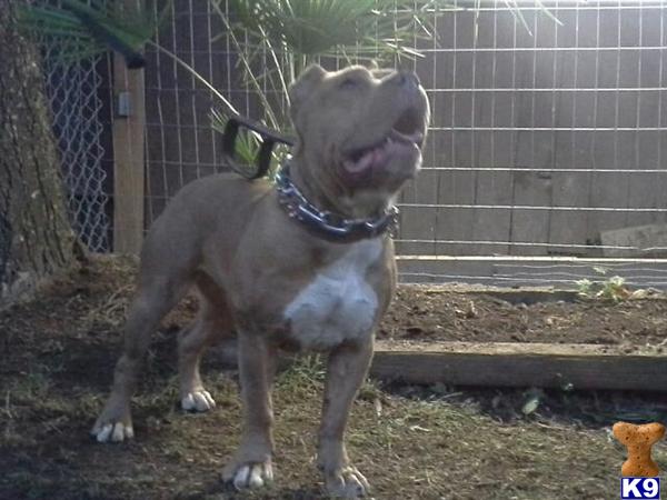 American Pit Bull dog